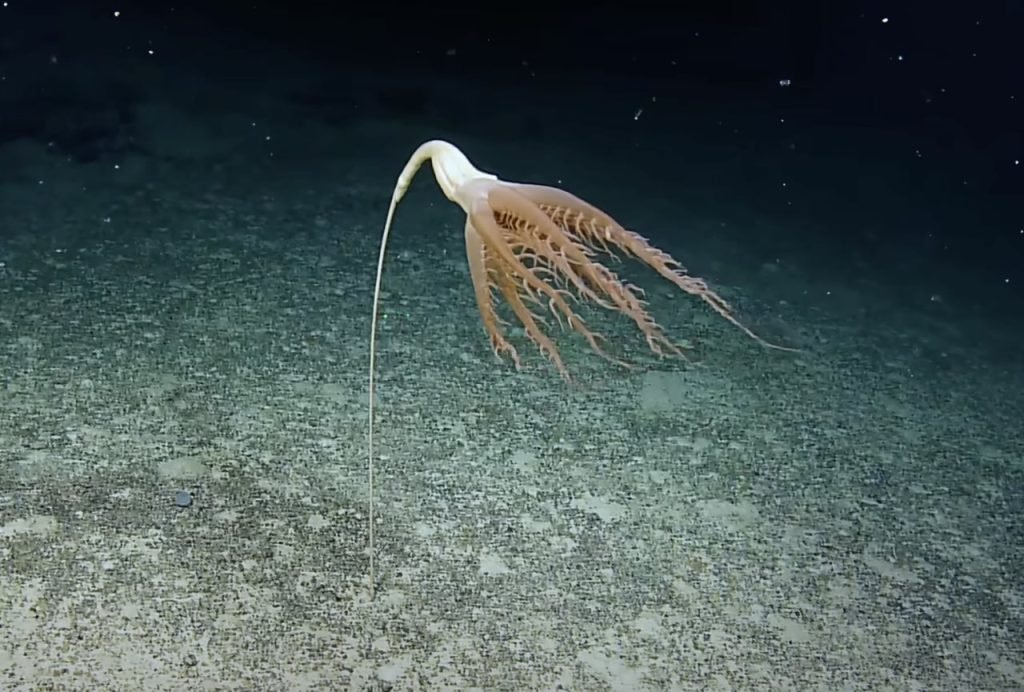 دانشمندان در اعماق اقیانوس آرام یک موجود دریایی عجیب پیدا کردند [تماشا کنید]