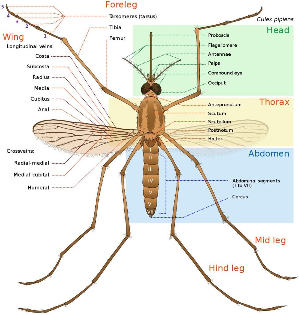 نقش 3 گونه میکروب در جذب پشه‌ها