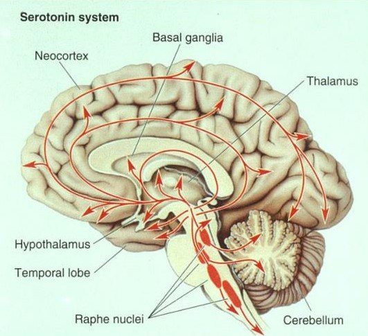 رد شدن فرضیه ارتباط سروتونین و افسردگی توسط دانشمندان