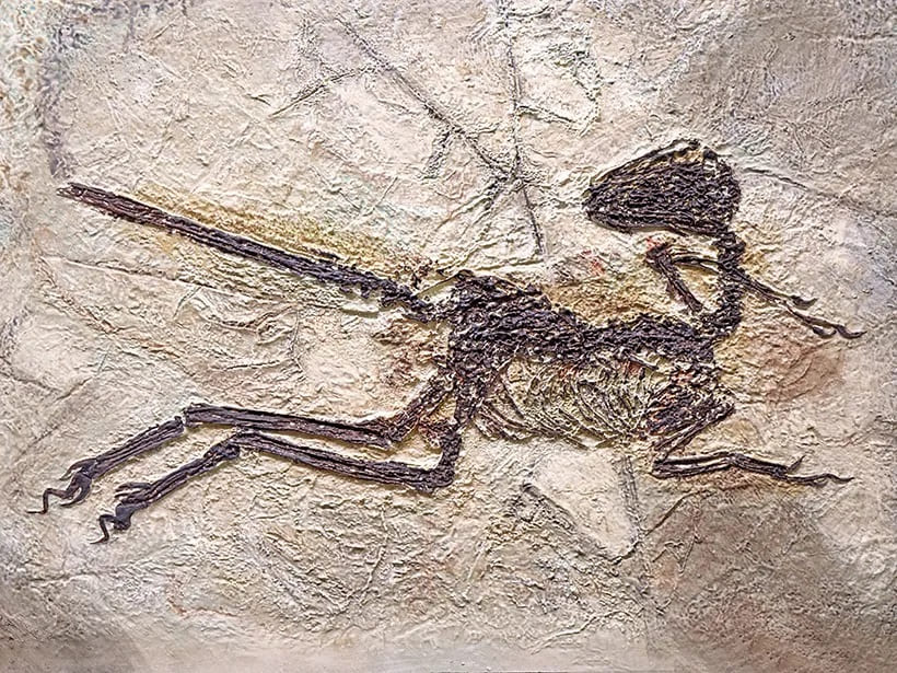 کشف فسیل‌های جدید از دایناسورها در چین