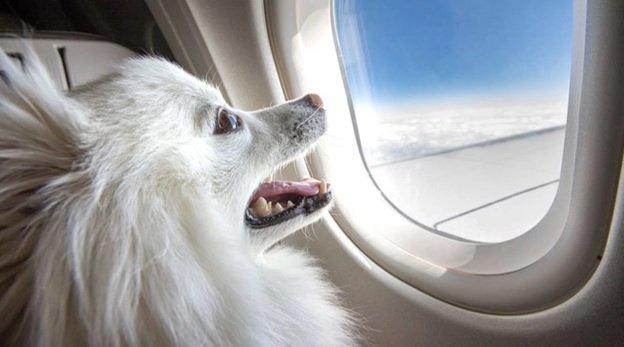 قوانین حمل حیوان خانگی در شرکت‌های هواپیمایی
