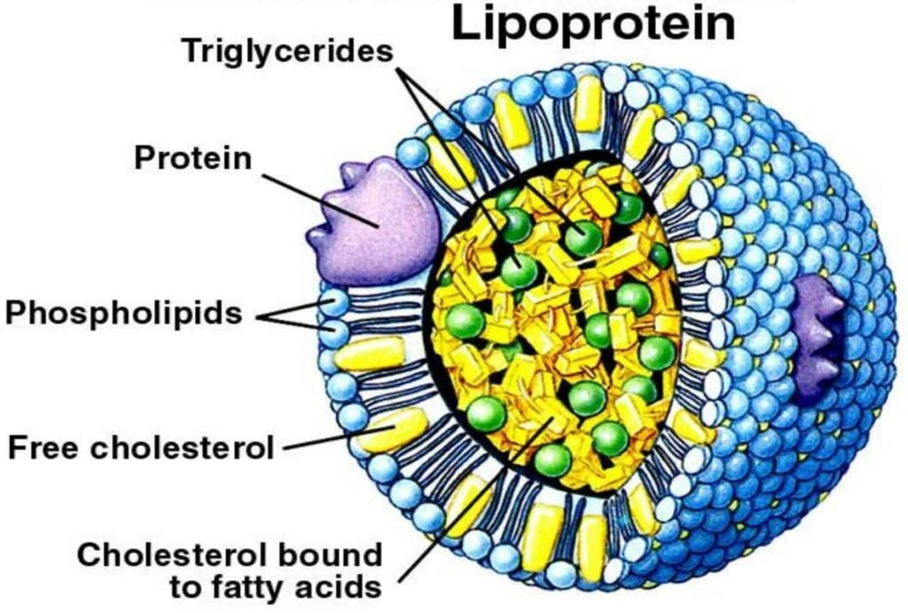 لیپوپروتئین