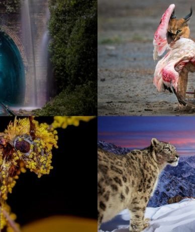 برندگان مسابقه عکاسی از طبیعت Nature TTL 2022 مشخص شدند