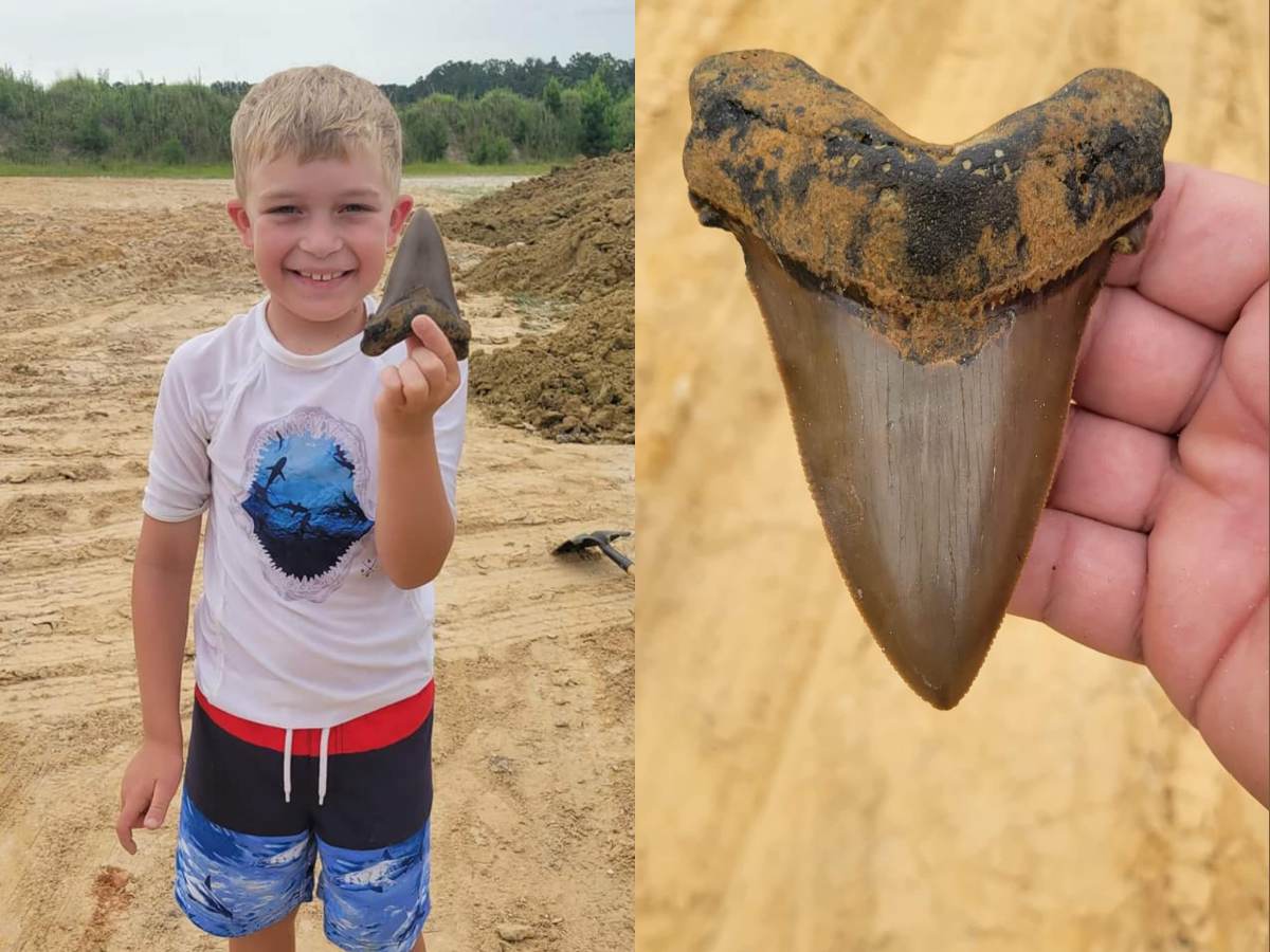 پسر بچه هشت ساله فسیل چند میلیون ساله دندان یک کوسه غول‌پیکر را پیدا کرد