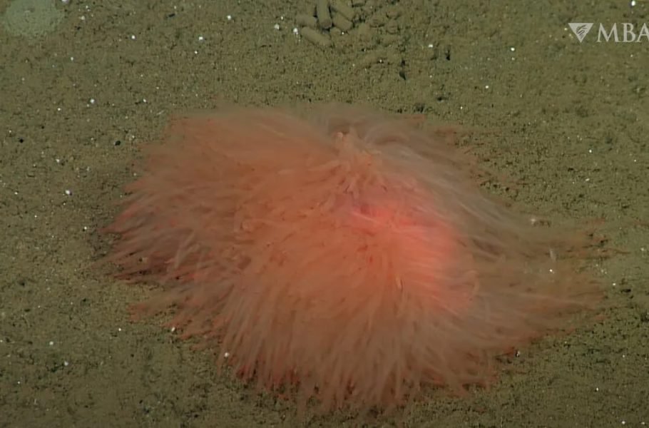 کشف موجود دریایی عجیب بدون چشم و شبیه به اسپاگتی در اعماق دریا [تماشا کنید]