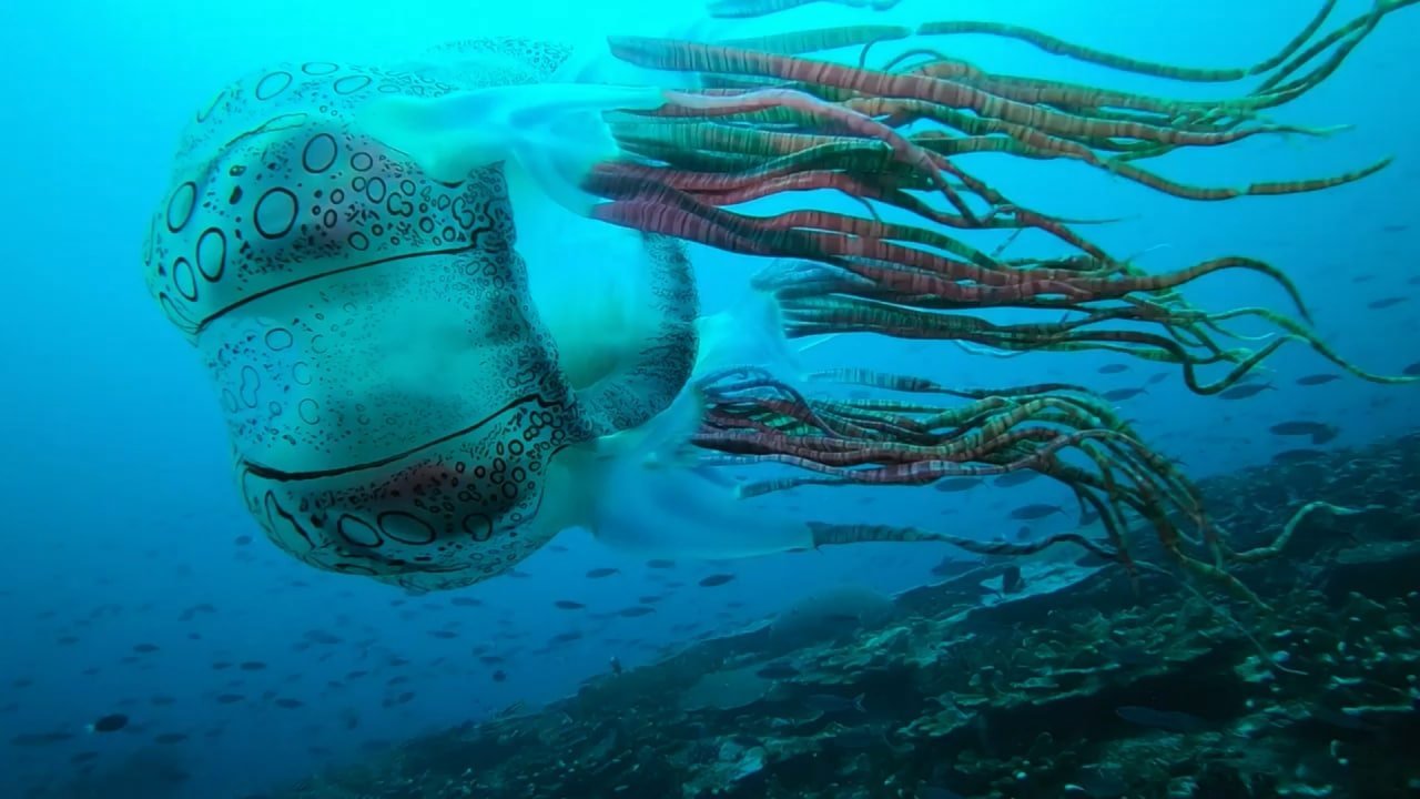 انتشار اولین ویدیوی دنیا از یک عروس دریایی جعبه‌ای نادر [تماشا کنید]