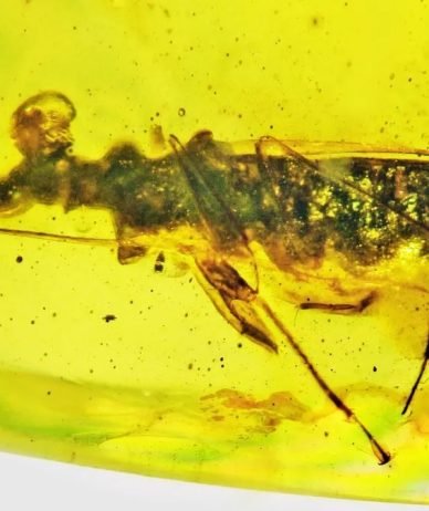 کشف حشره‌ای عجیب و منقرض شده که به مدت 100 میلیون سال در یک کهربا گیر کرده است