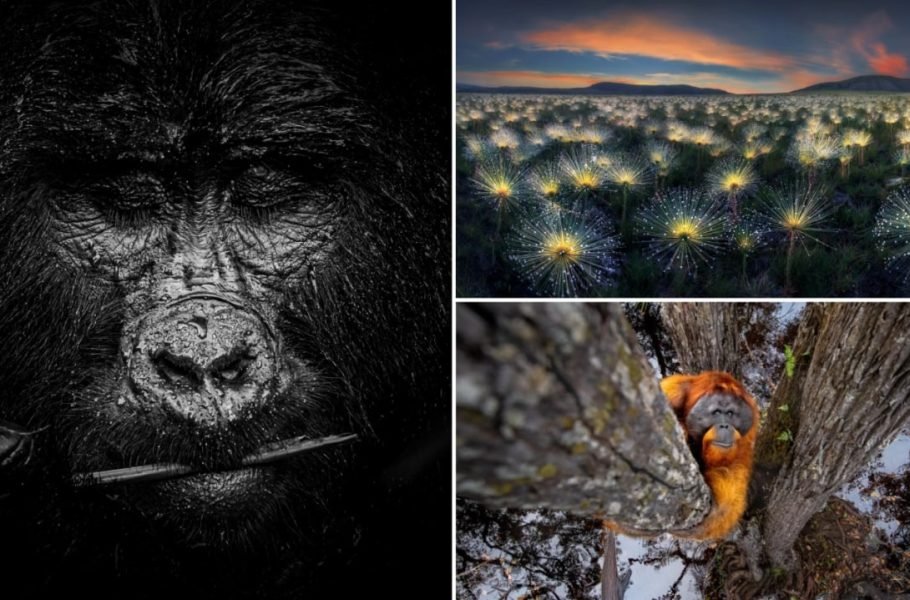 اعلام برندگان مسابقه عکاسی طبیعت حمدان؛ عکس اول 120 هزار دلار جایزه گرفت