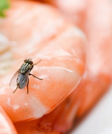محققان: مگس‌ها می‌توانند با استفراغ کردن روی مواد غذایی، خطرناک‌تر از انتظارات ما باشند