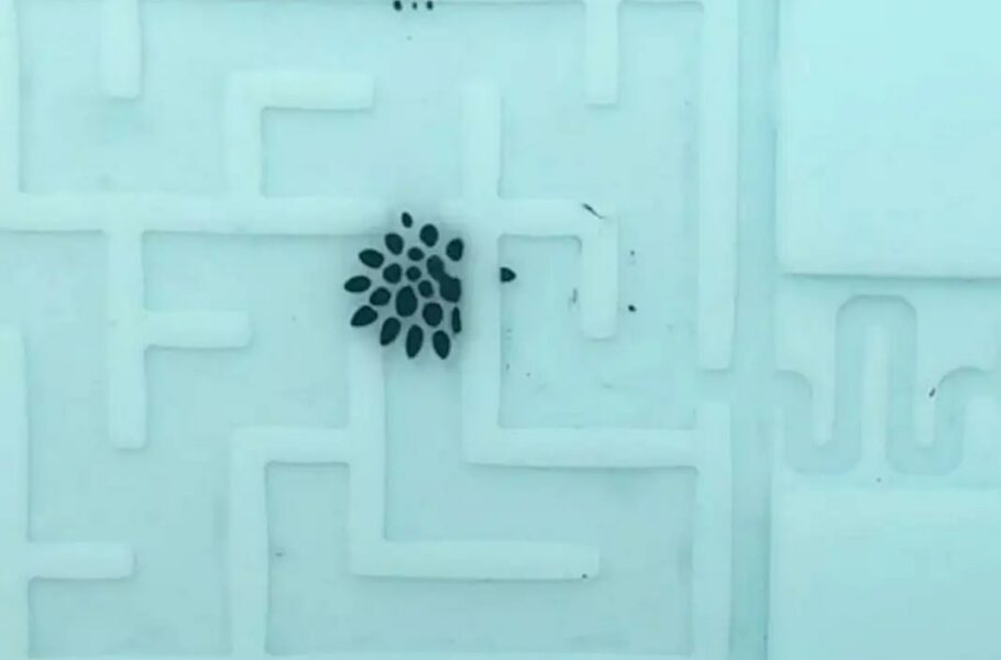ربات