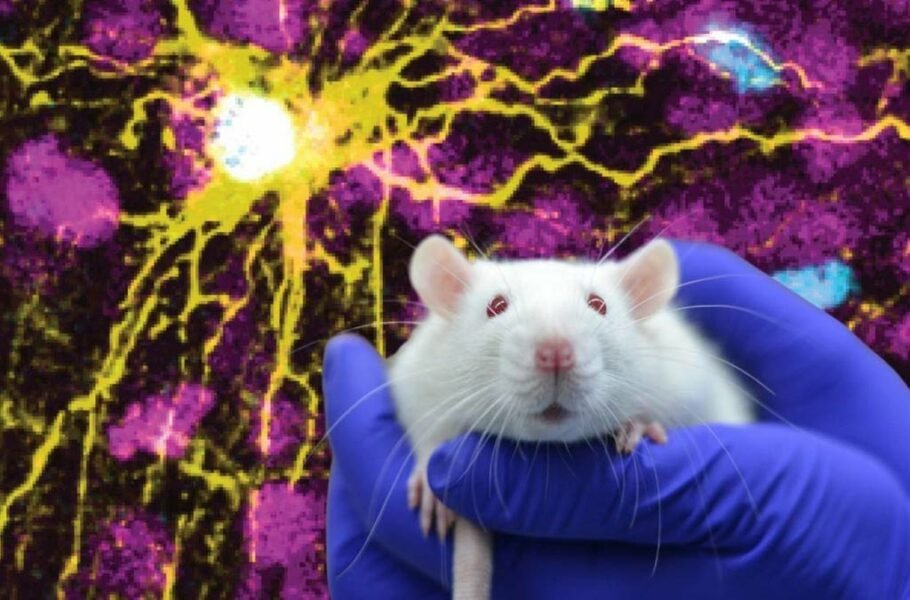 امیدی تازه برای درمان اختلالات روانی؛ کاشت عصب‌های انسان در مغز موش‌ها برای اولین بار
