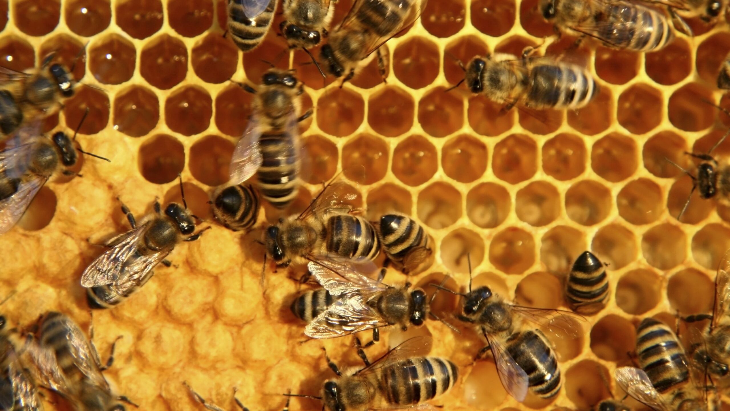 زنبور عسل و میدان الکتریکی