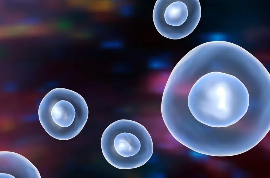 نتایج یک تحقیق جدید: سلول‌های زامبی به بهبود بافت‌های آسیب‌دیده کمک می‌کنند