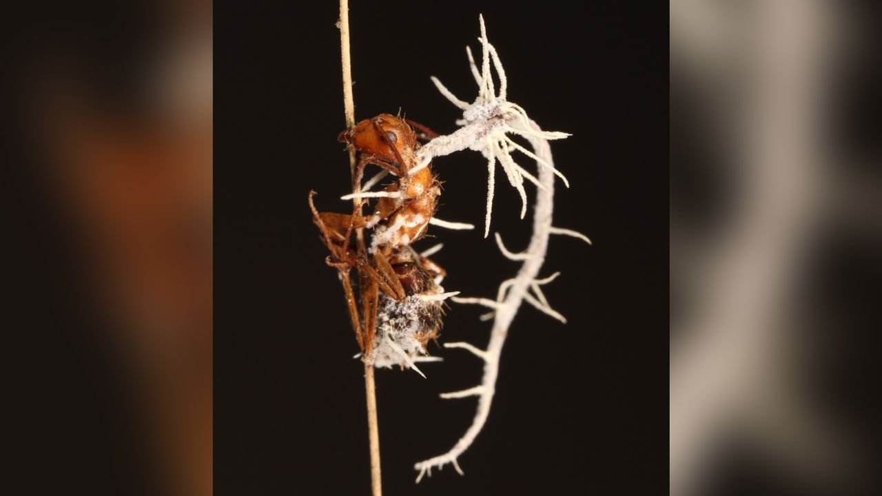 انگل آلوده‌کننده قارچ زامبی مورچه‌ها