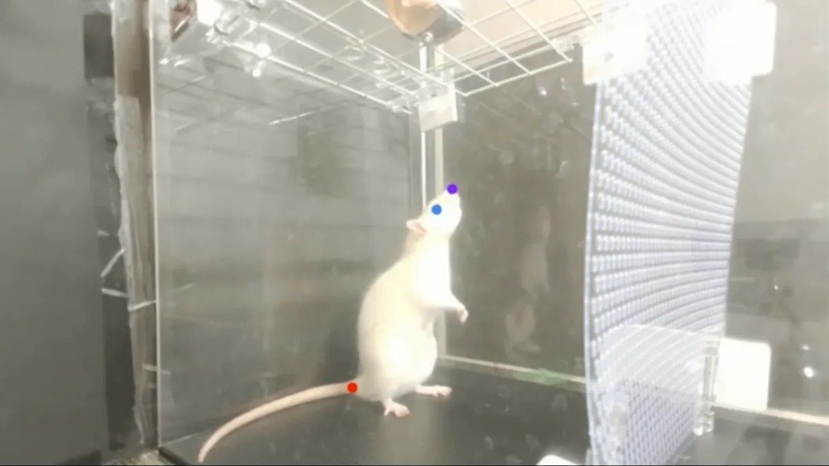 موش آزمایشگاهی