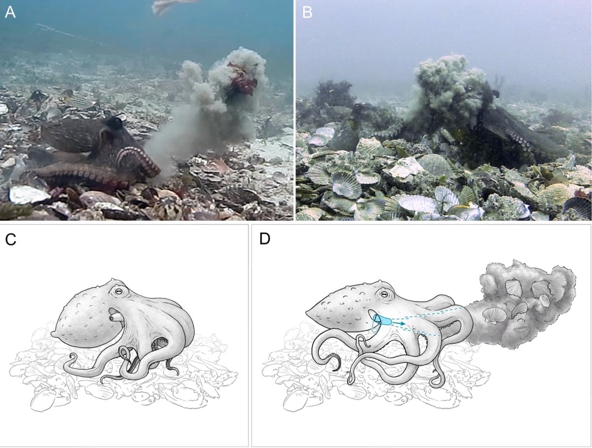 فیلم | ضبط پدیده‌ای نادر برای اولین‌بار: اختاپوس‌هایی که به یکدیگر زباله پرت می‌کنند! 