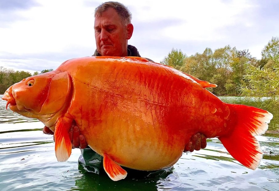 ماهیگیر خوش‌شانس 1 ماهی قرمز 30 کیلوگرمی شکار کرد