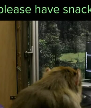 میمونی که می‌تواند از طریق تراشه مغزی نورالینک ایلان ماسک با ذهنش تایپ کند [تماشا کنید]