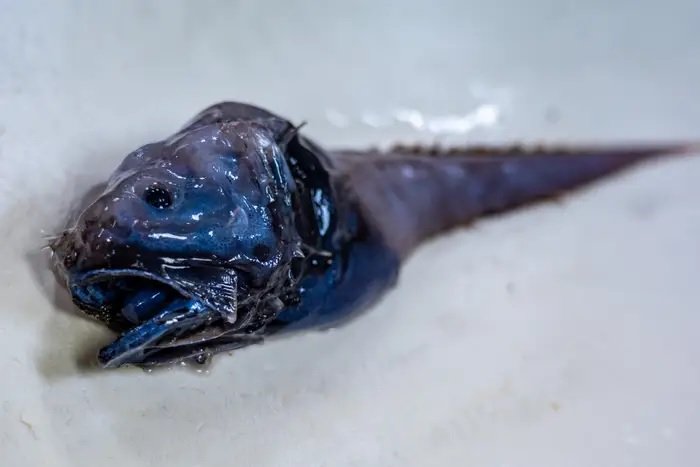 bony eared assfish قطب آی تی