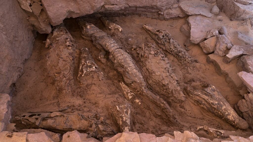 مومیایی 2500ساله چند تمساح در مقبره‌ای در مصر پیدا شد + عکس
