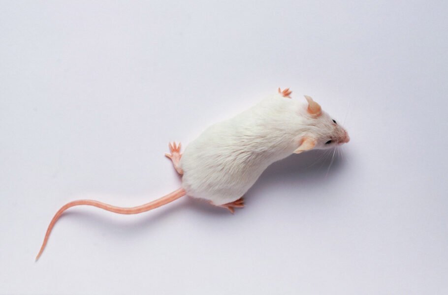 دانشمندان مدعی افزایش طول عمر موش‌ها با بازنویسی ژن‌ها شدند