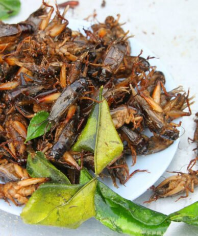 با اعطای تأییدیه، حشرات وارد چرخه غذایی شهروندان اتحادیه اروپا شدند
