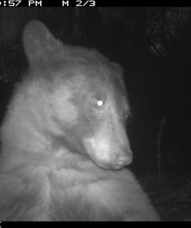 یک خرس در آمریکا با دوربین حیات‌وحش از خودش 400 عکس سلفی گرفت!