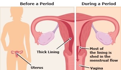 ساختار رحم قبل و بعد از پریود.