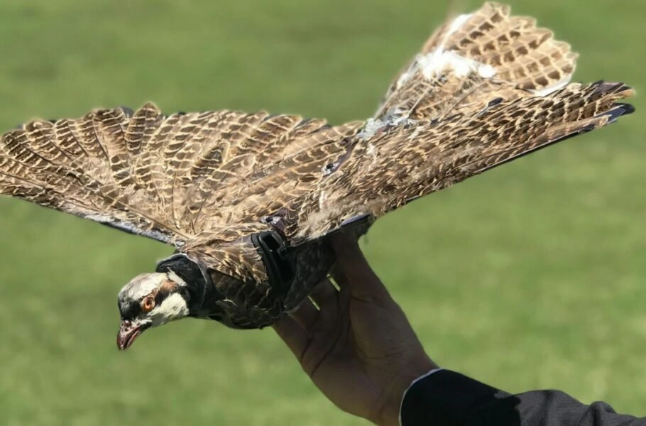 یک ابزار جاسوسی متفاوت: ساخت پهپاد با استفاده از بدن پرندگان مرده [تماشا کنند]