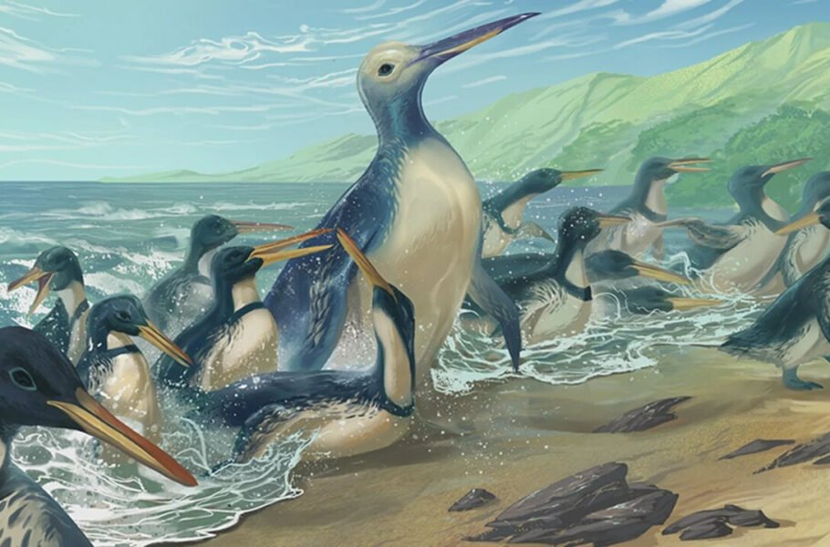 دانشمندان فسیل بزرگ‌ترین پنگوئن تاریخ را پیدا کردند