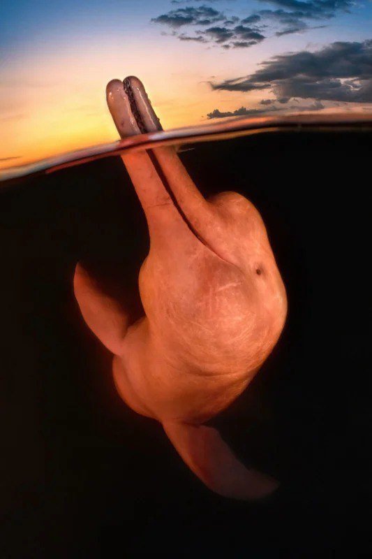 اخباراز دلفین صورتی زیبا تا نهنگ در حال مرگ؛برندگان مسابقه عکاسی زیر آب 2023 مشخص شدند