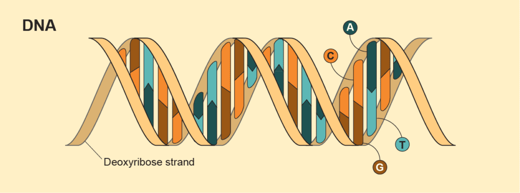 DNA