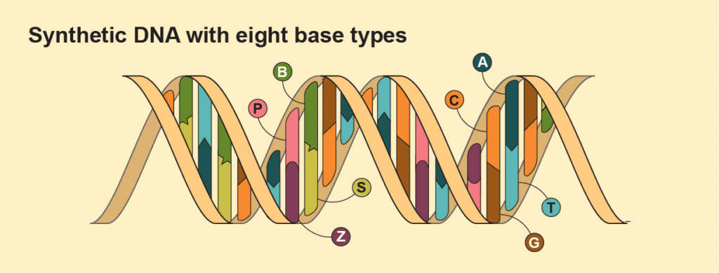 DNA مصنوعی با هشت نوع پایه