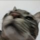 PEYMAN_MeowWWw