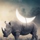 Rhino