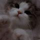 Meowcat